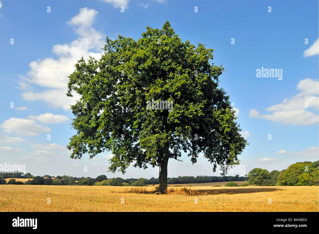 Exemplar der klassischen Eichenbaumform steht allein auf einem ländlichen Stoppeln-Ackerfeld in der Nähe von Brentwood Essex auf der Landschaft des blauen Himmels Sommertagslandschaft England Großbritannien Stockfoto