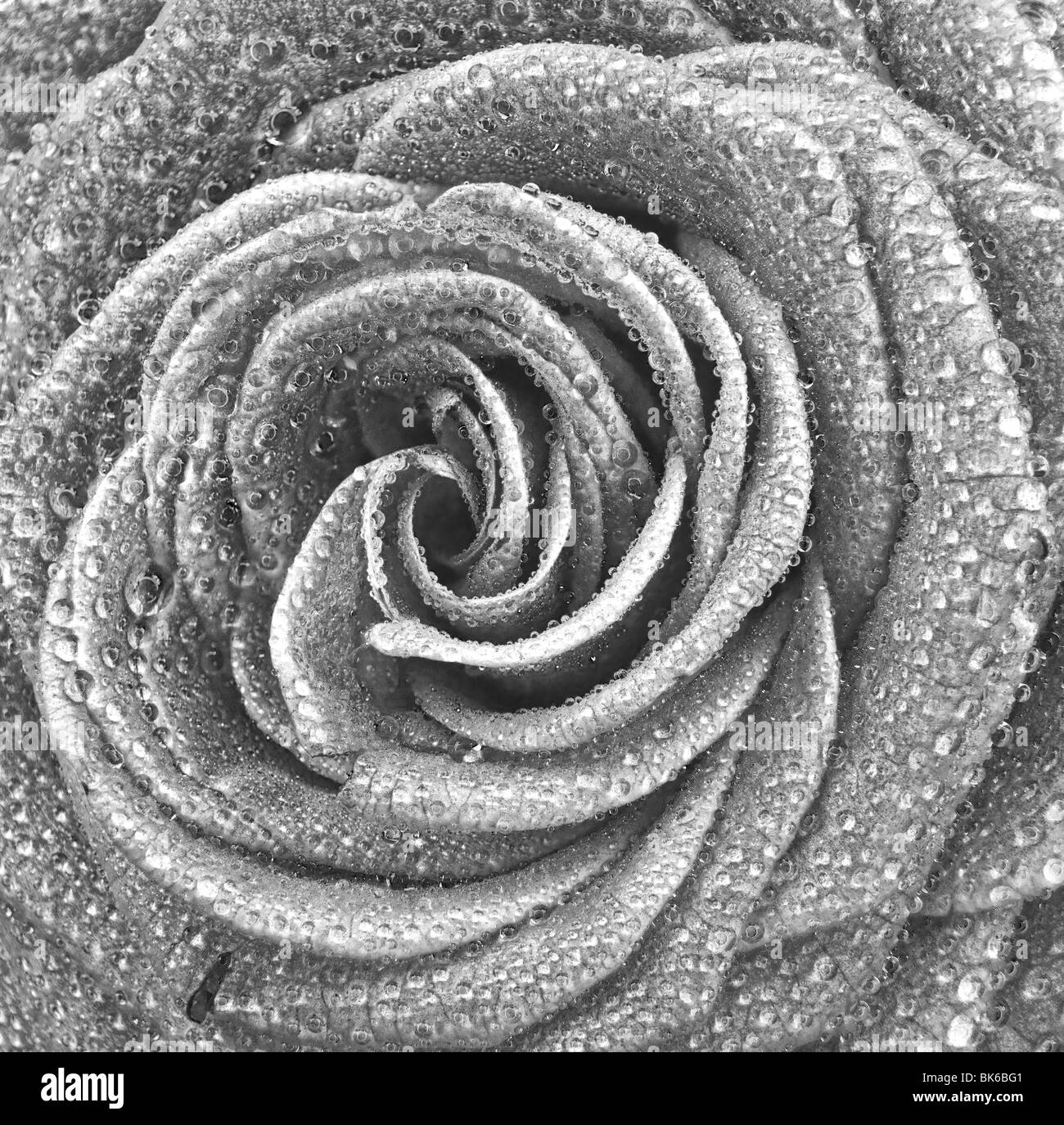 Schwarz / weiß Bild einer rose Stockfoto