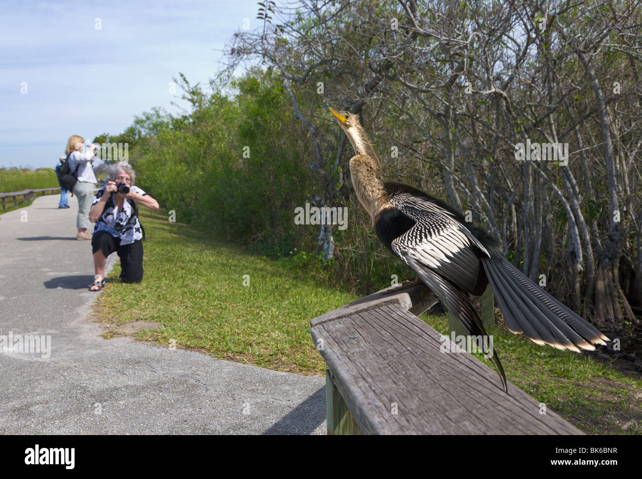 Frau unter Bild von ein Anhinga, "Anhinga Trail", Everglades, Florida, USA MR Stockfoto