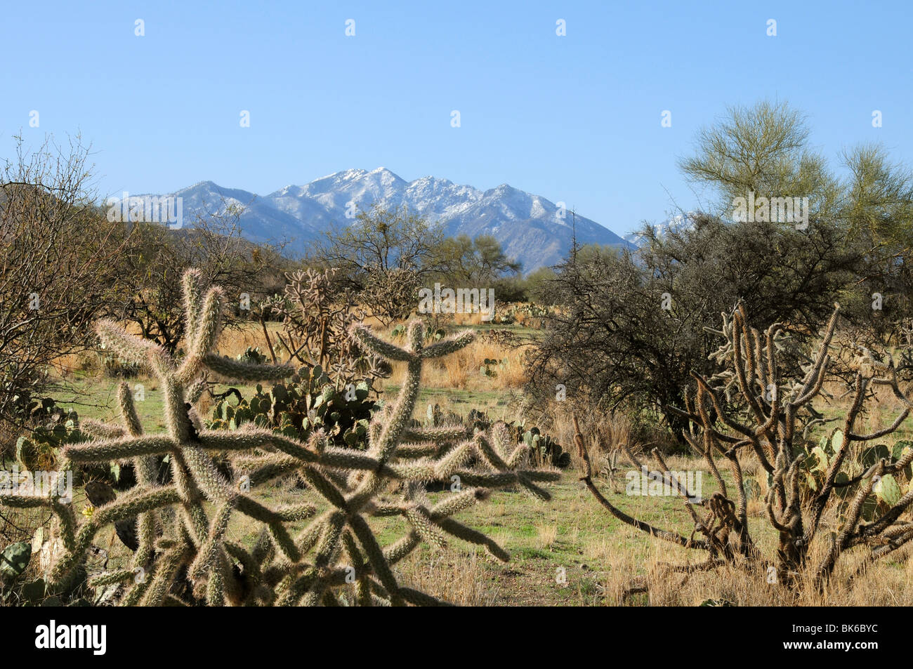 Schnee bedeckt die Santa Rita Mountains des Coronado National Forest in der Sonora-Wüste in der Nähe von Green Valley, Arizona, USA. Stockfoto