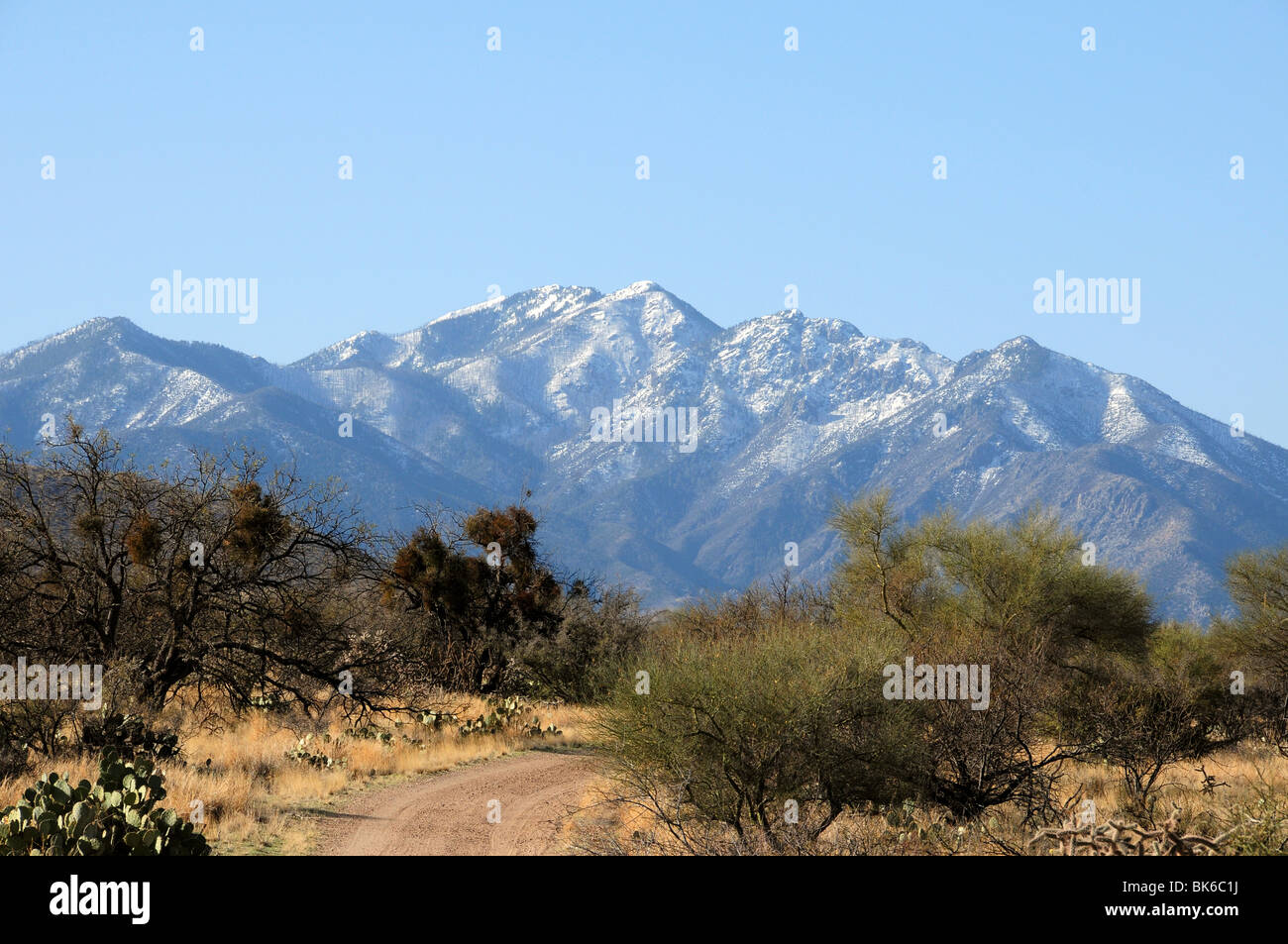 Schnee bedeckt die Santa Rita Mountains des Coronado National Forest in der Sonora-Wüste in der Nähe von Green Valley, Arizona, USA. Stockfoto