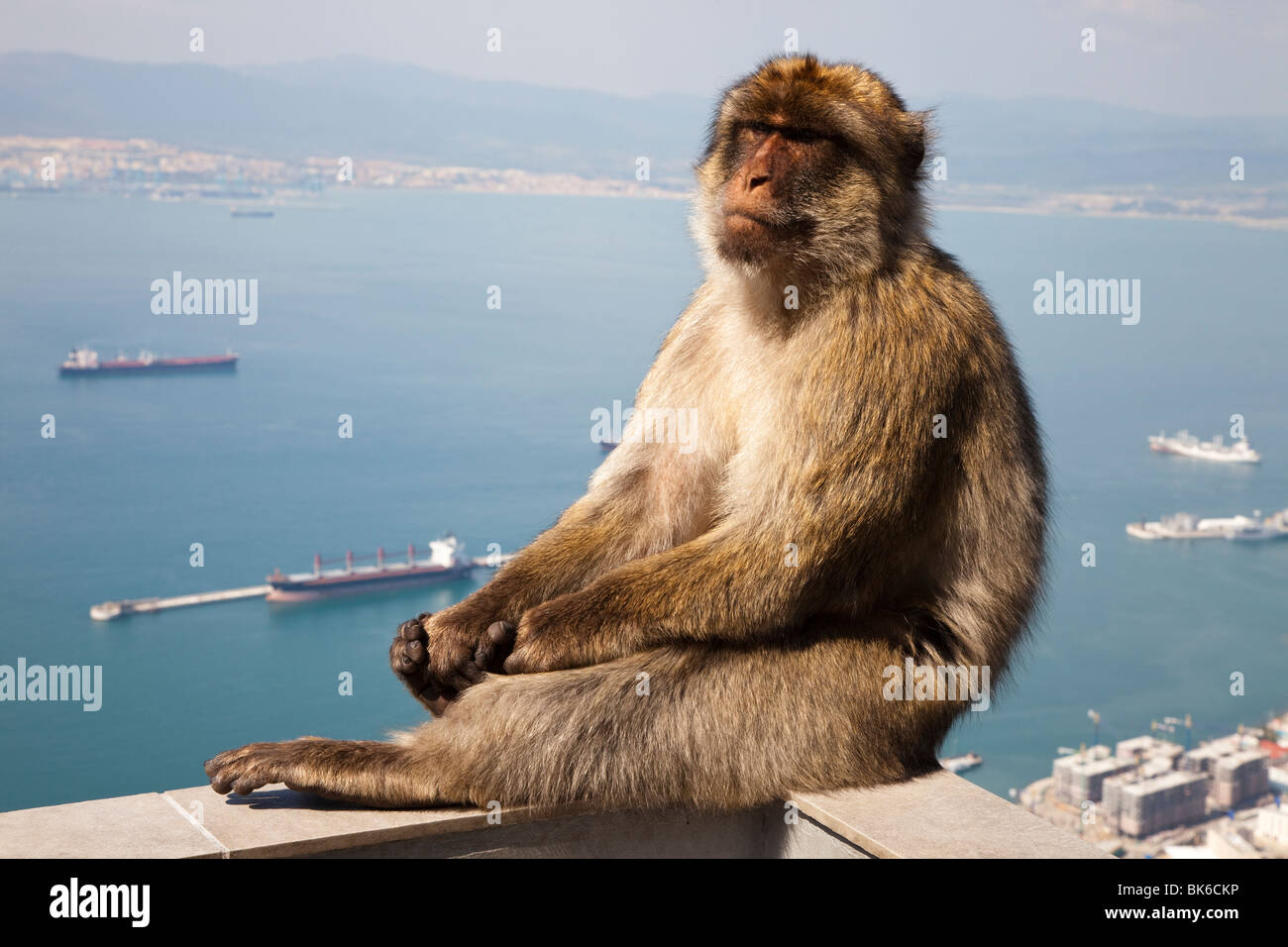 Berberaffe Affen auf dem Felsen von Gibraltar Stockfoto