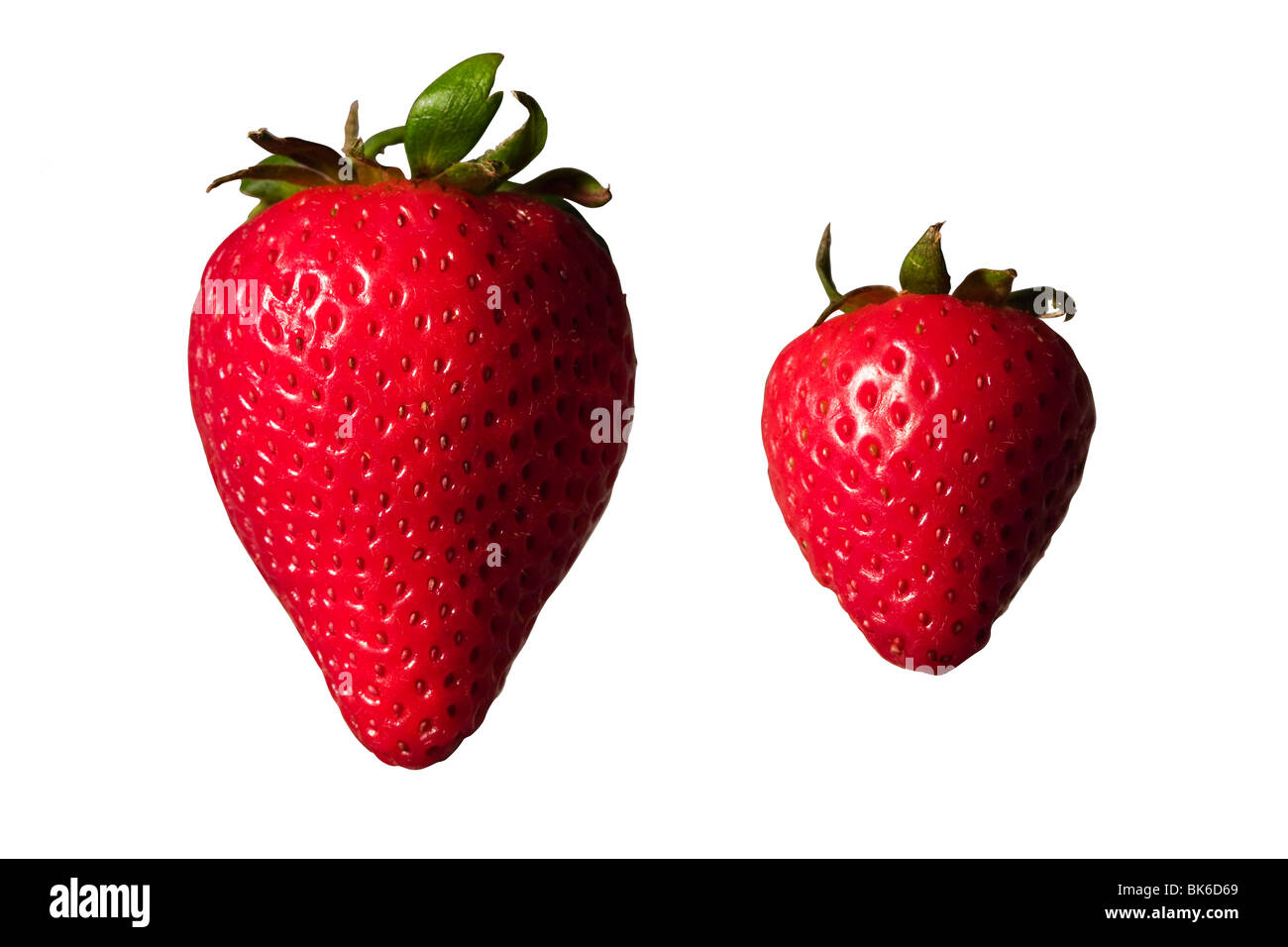 Schneiden Sie aus. Große und kleine Erdbeeren auf weißem Hintergrund. Stockfoto