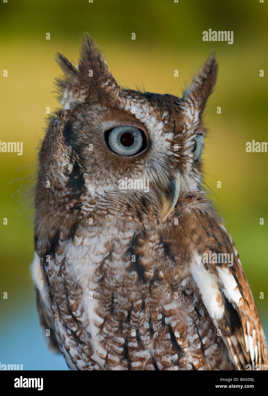 Ost-Kreischeule Stockfoto