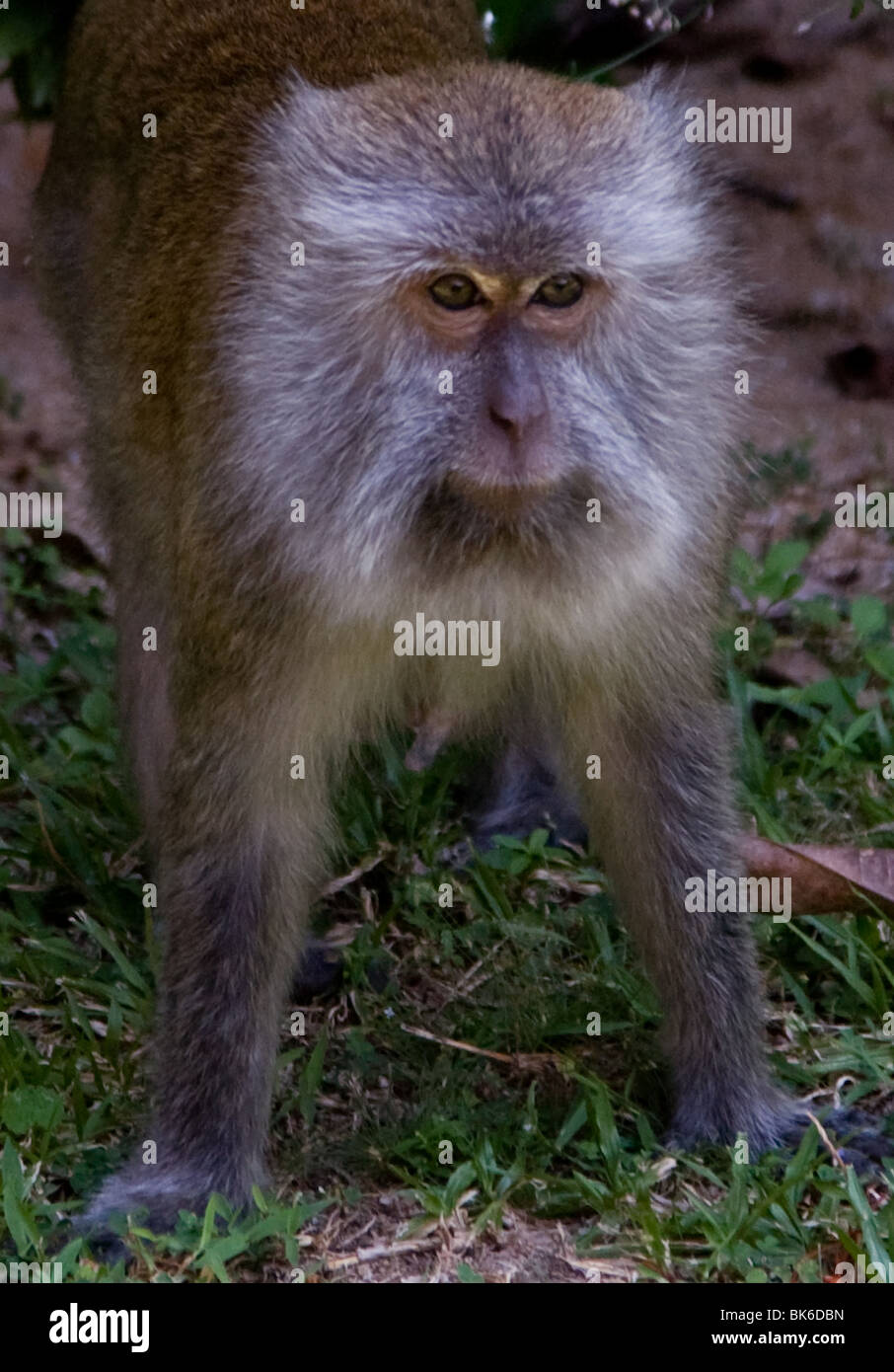 Tioman Island Affe Affen Tier Tierwelt Asien Stockfoto