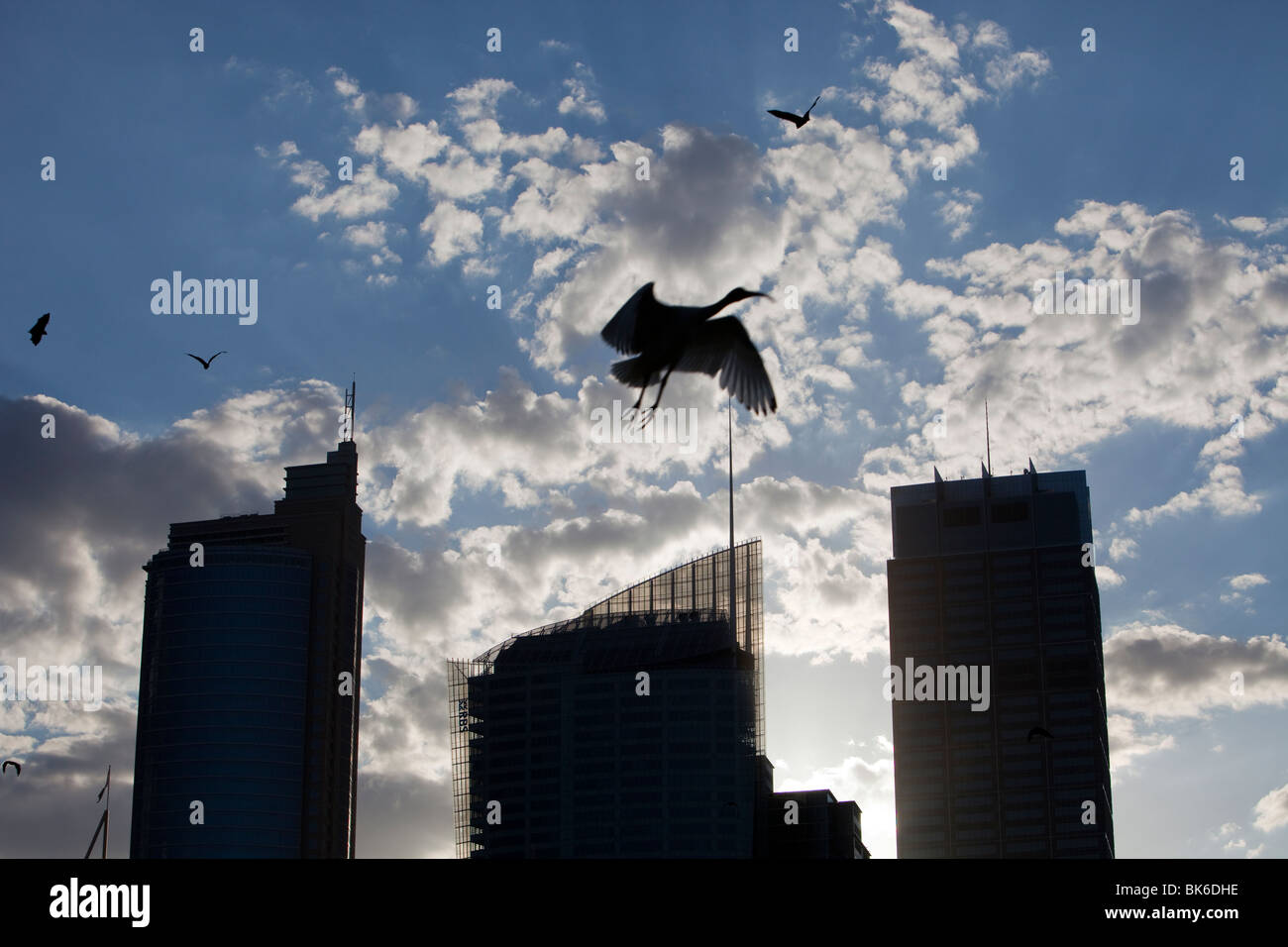 Flughunde und ein Australian White Ibis fliegen vor Sydney City centre Hochhäusern, Australien. Stockfoto