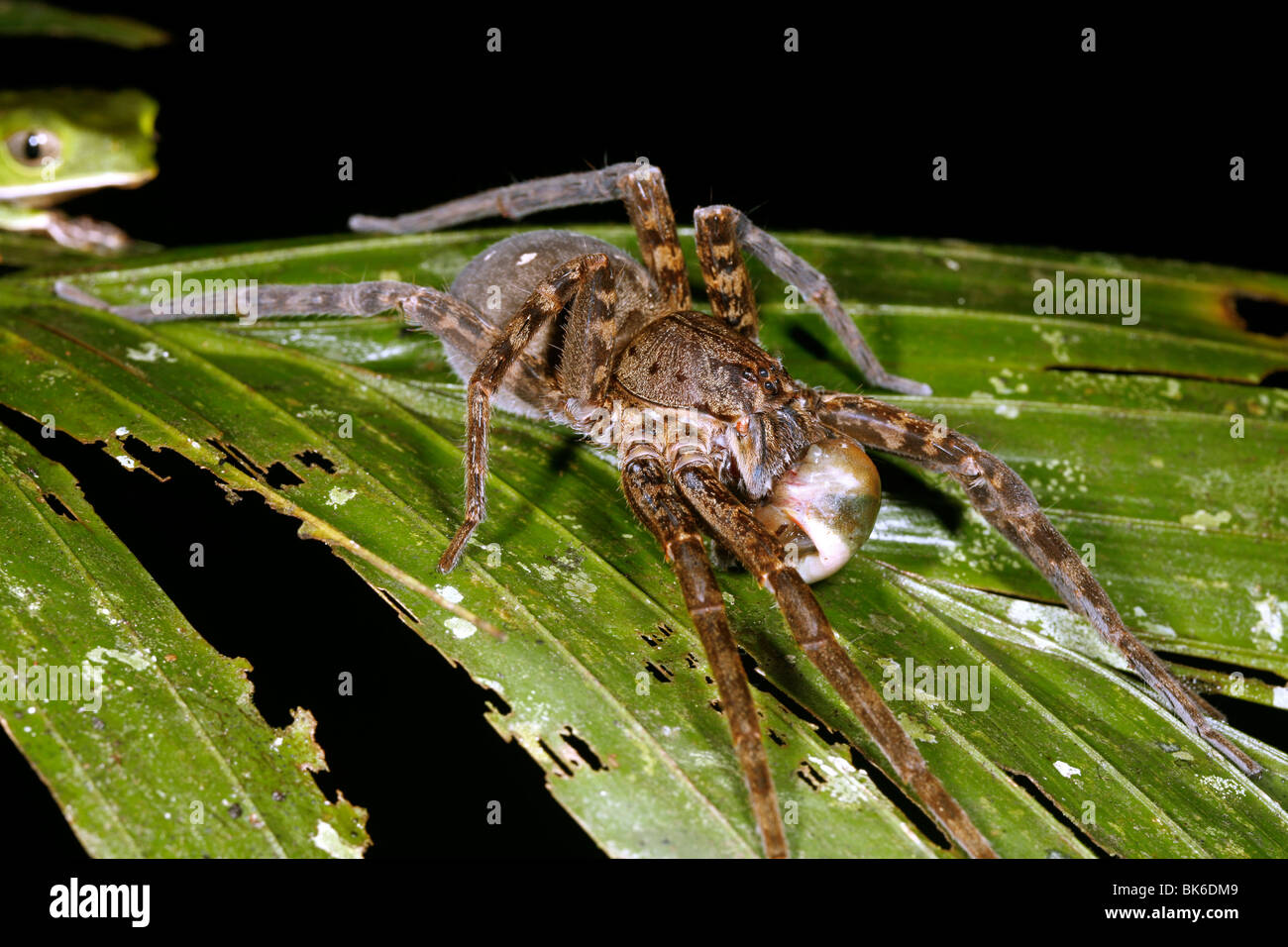 Spinne einen Frosch zu essen, während ein anderer Frosch schaut. Im peruanischen Amazonasgebiet Stockfoto