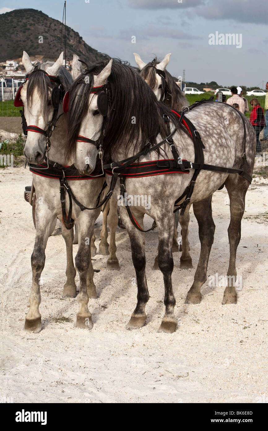Pferdewagen, Spanien Stockfoto
