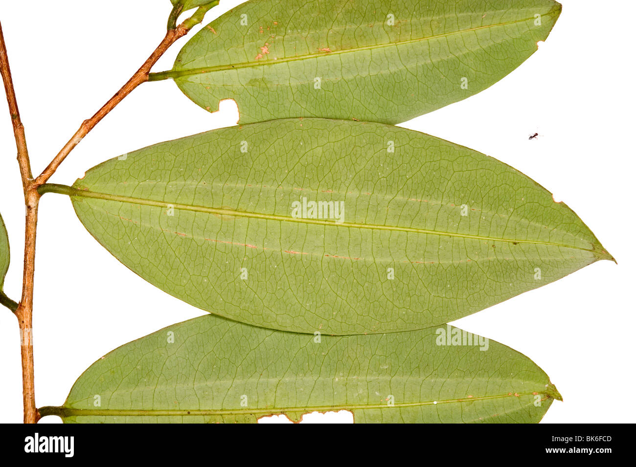 Erythroxylum coca coca Fotos und Bildmaterial in hoher Auflösung Alamy