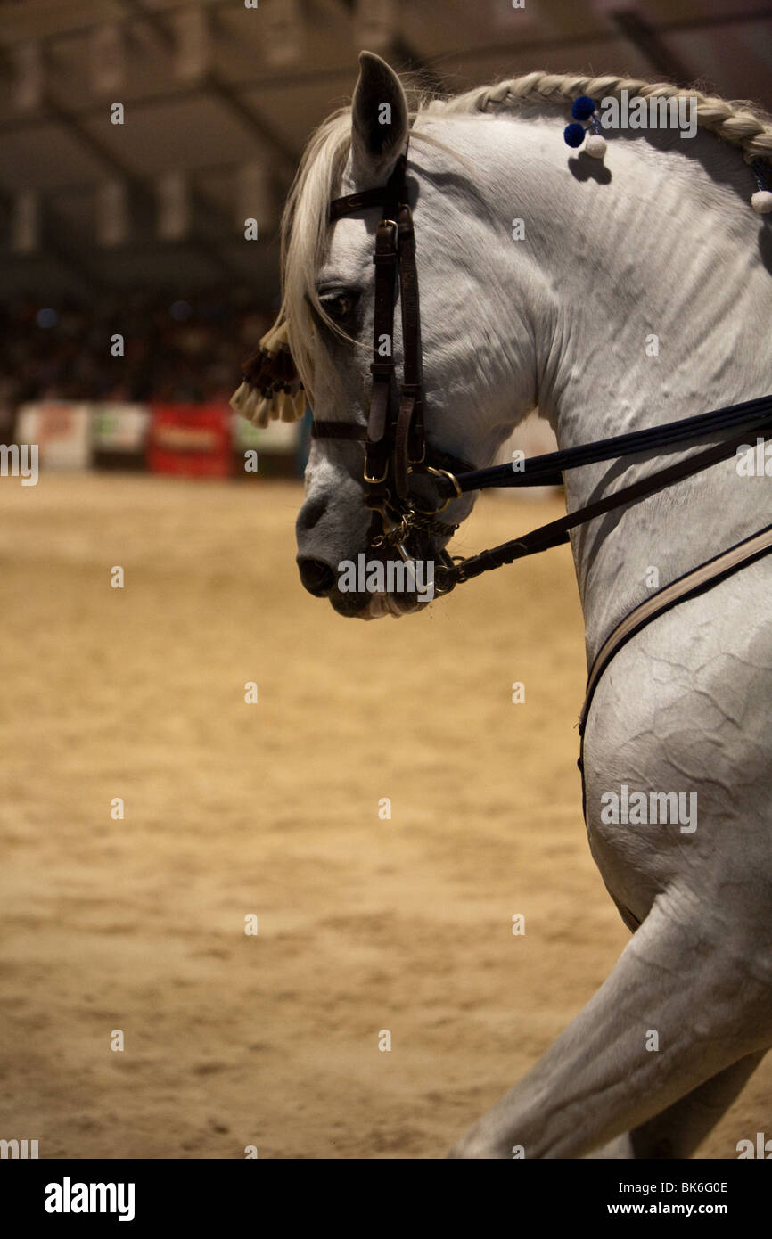 Ausstellung Pferdesport rein spanische Pferde, Detail Stockfoto