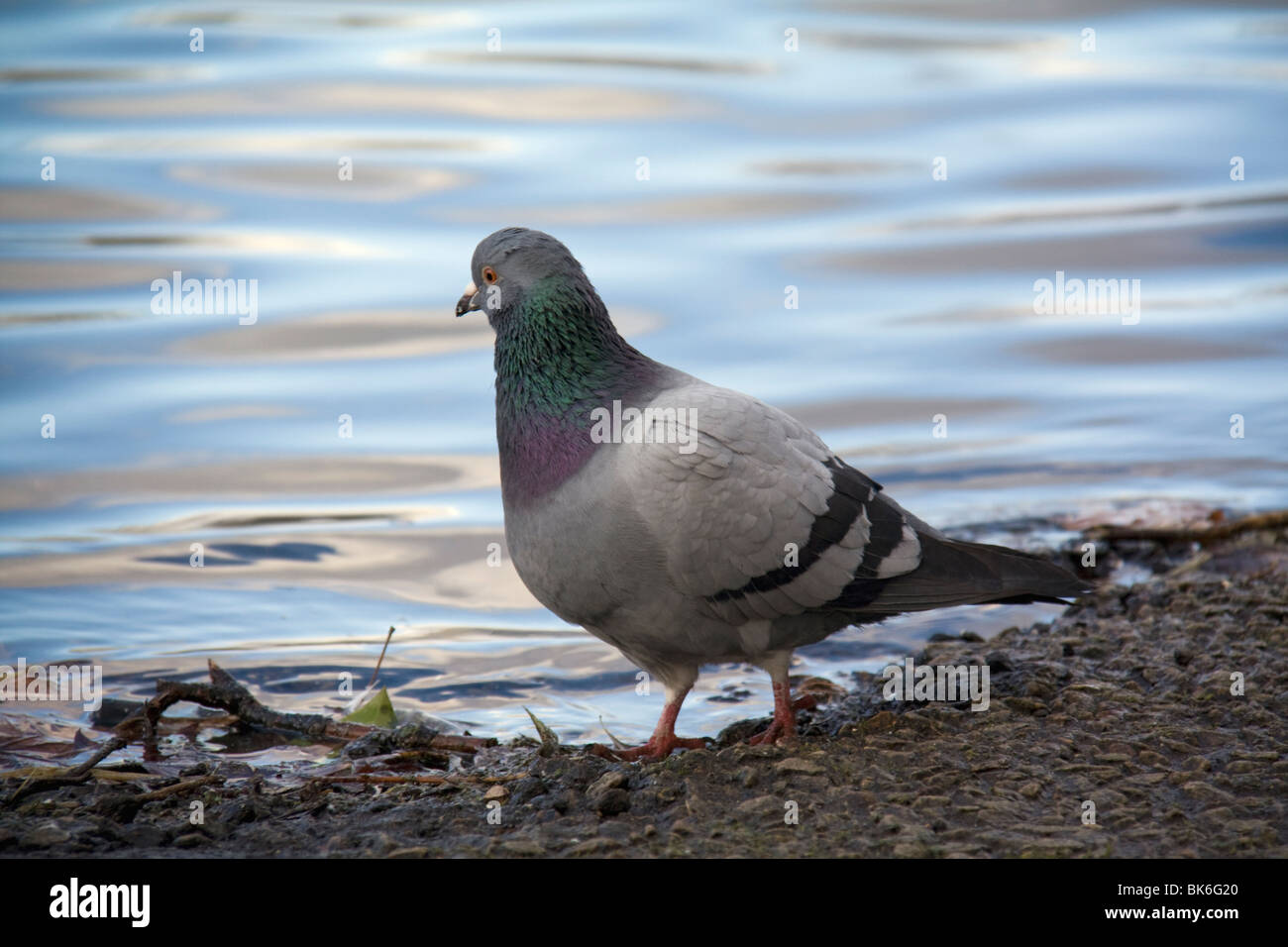 Eine Taube, wehmütig, mit Blick auf einen See. 2010, London UK. Stockfoto