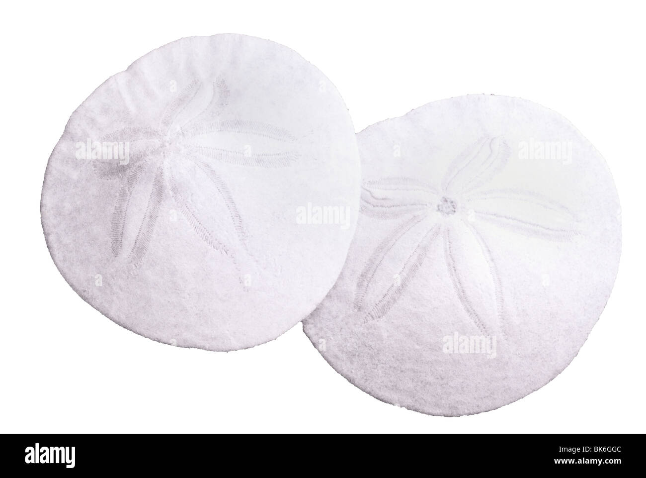 Sand Dollar, Clipping-Pfad enthält Stockfoto