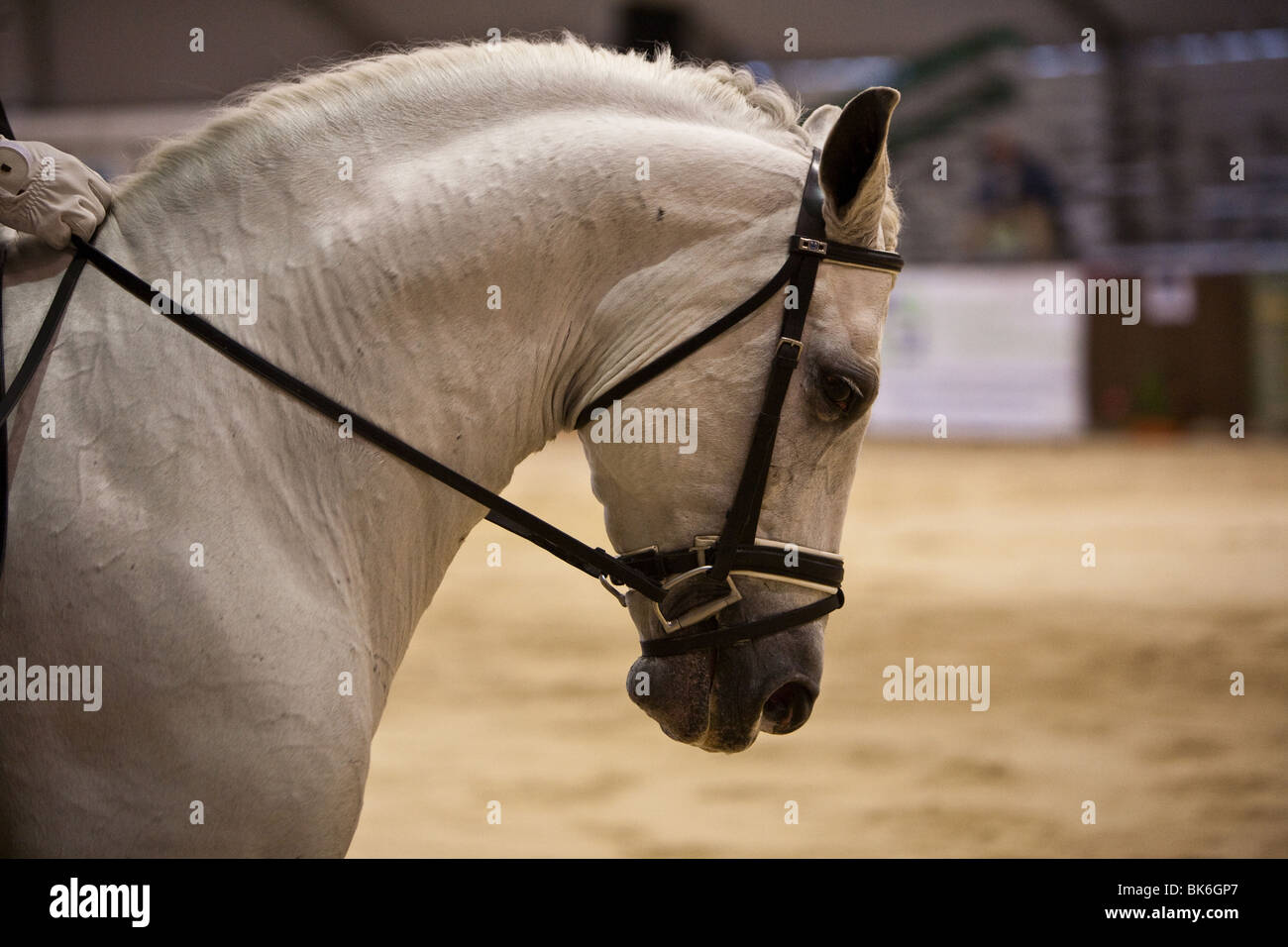 Reinrassige spanische Pferde Stockfoto