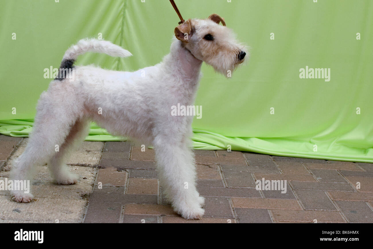 fox terrier grooming guide