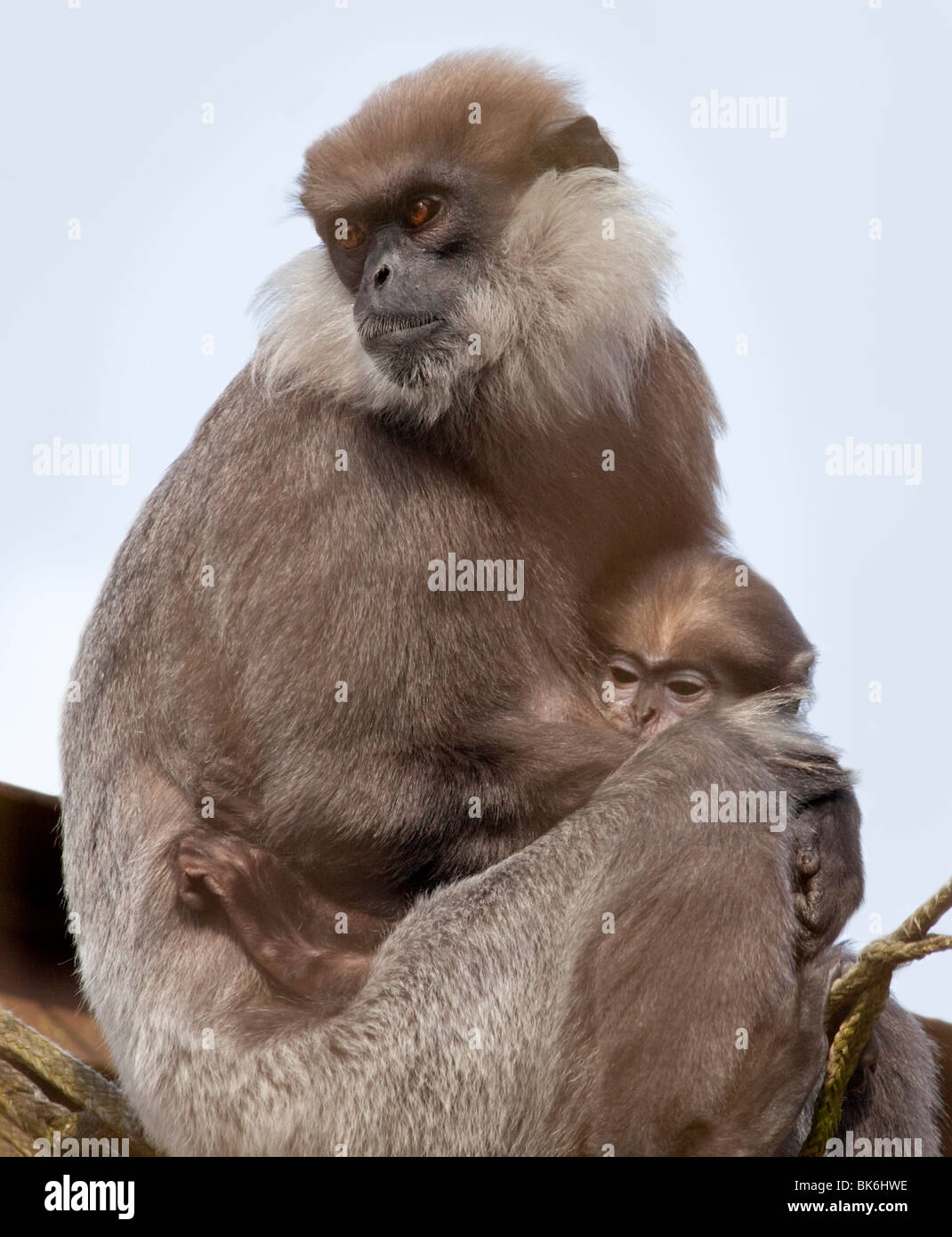 Violette konfrontiert Languren und Young (Trachypithecus Vetulus) Stockfoto