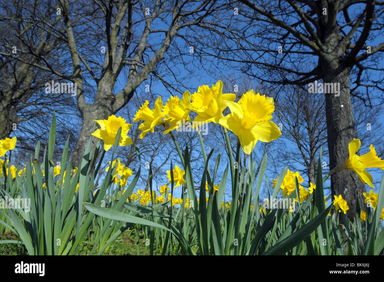 Narzissen im Frühjahr Stockfoto