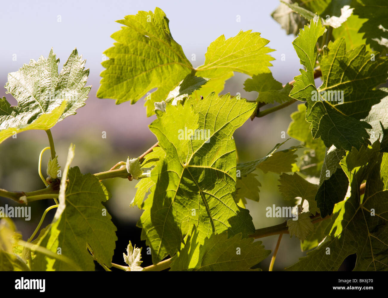 Ein Weinblatt der Loureiro weiße Rebsorte im Quinta Ameal Weingut, in der Nähe von Refóios do Lima, Nordportugal Stockfoto
