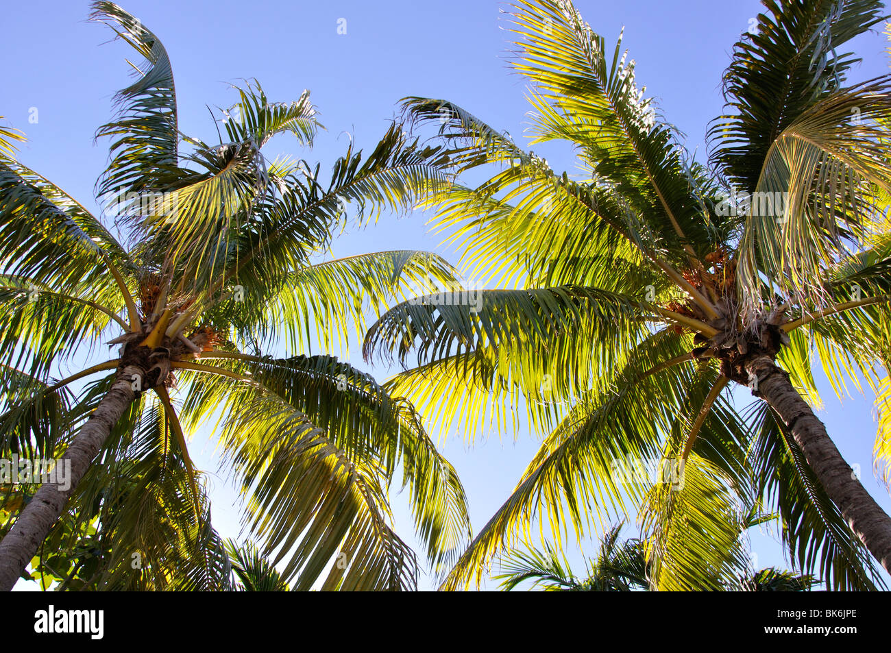 Palm, Key West, Florida, USA Stockfoto