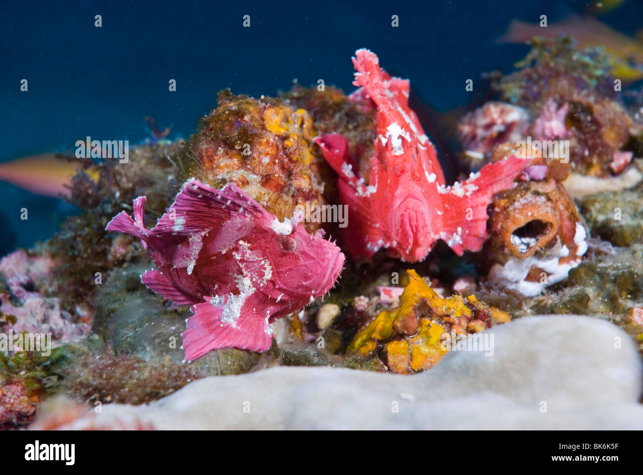 Leaf Drachenkopf oder Papier Fisch, Sodwana Bay, Südafrika, Indischer Ozean Stockfoto