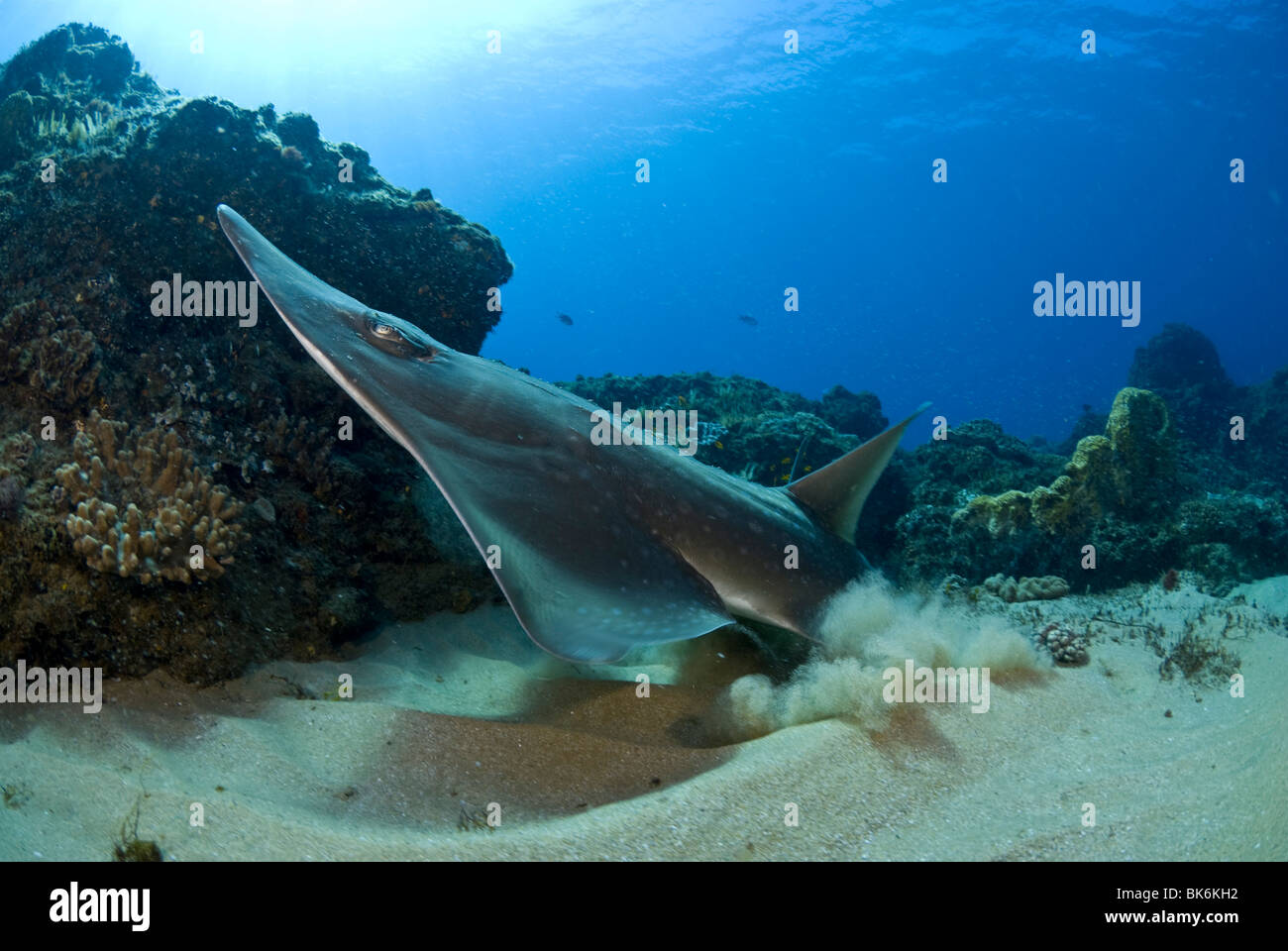 Guitar Shark, Sodwana Bay, Südafrika, Indischer Ozean Stockfoto