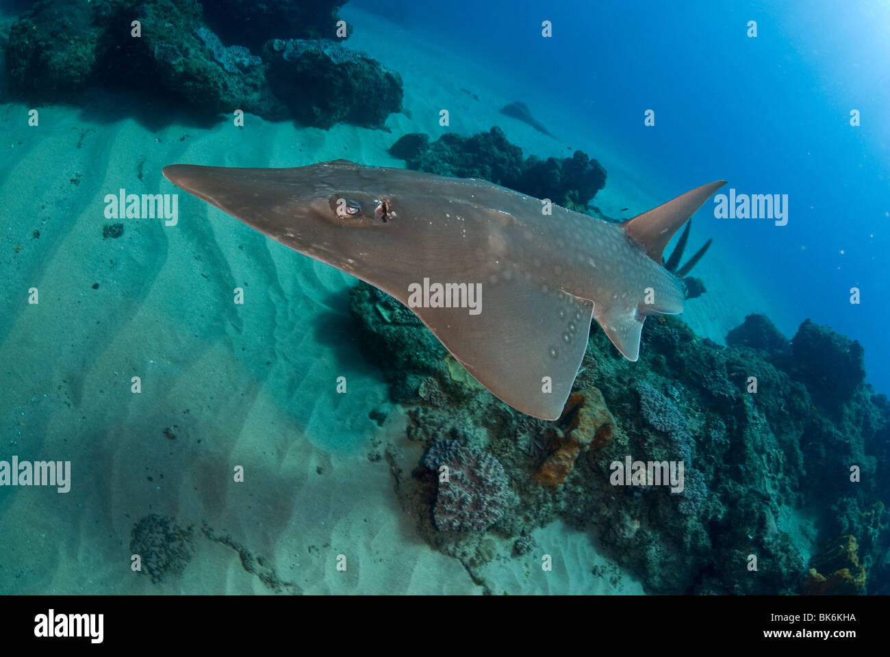 Guitar Shark, Sodwana Bay, Südafrika, Indischer Ozean Stockfoto