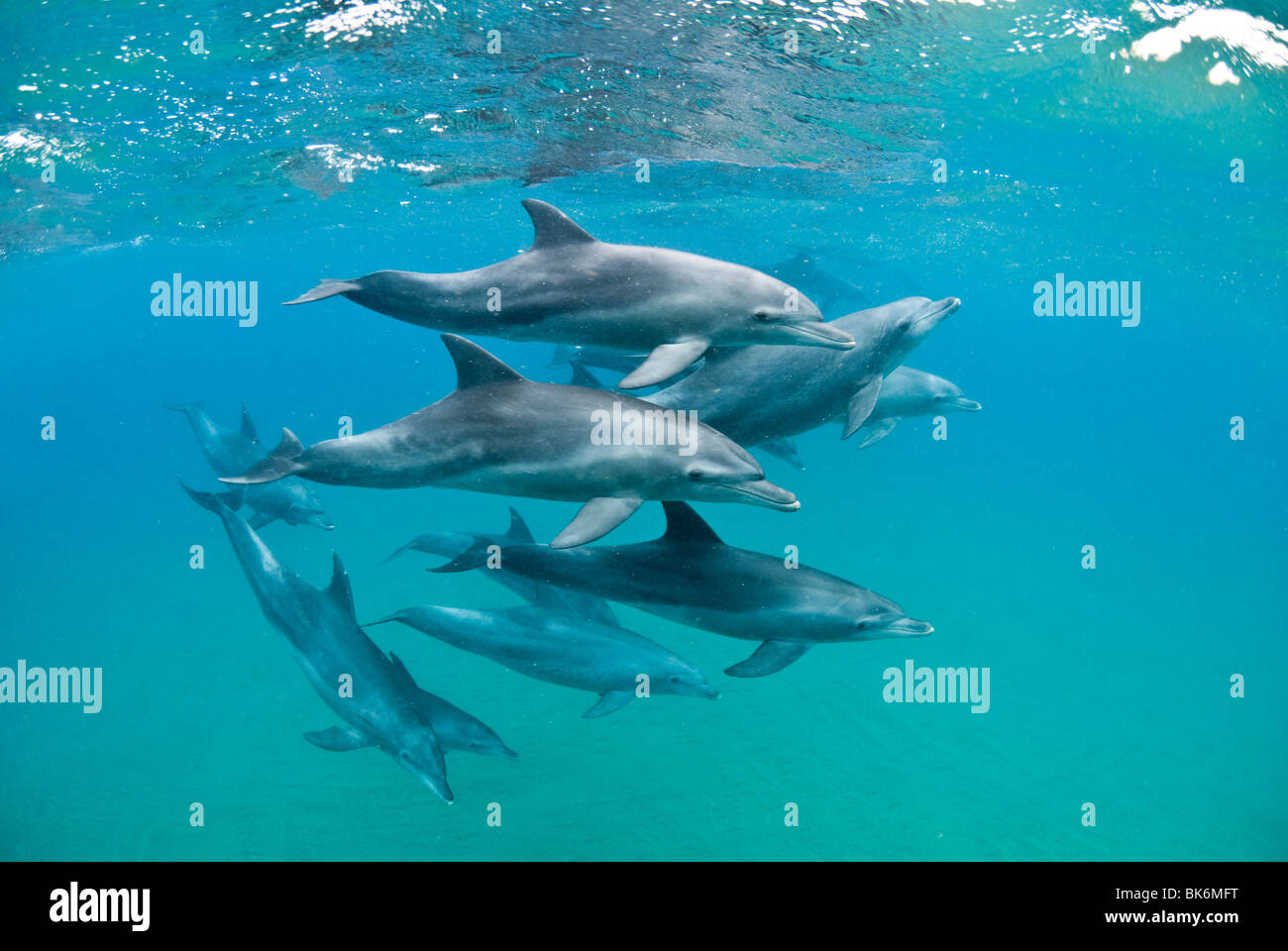 Flasche Nase Delfine, Süd Afrika, Indischer Ozean Stockfoto
