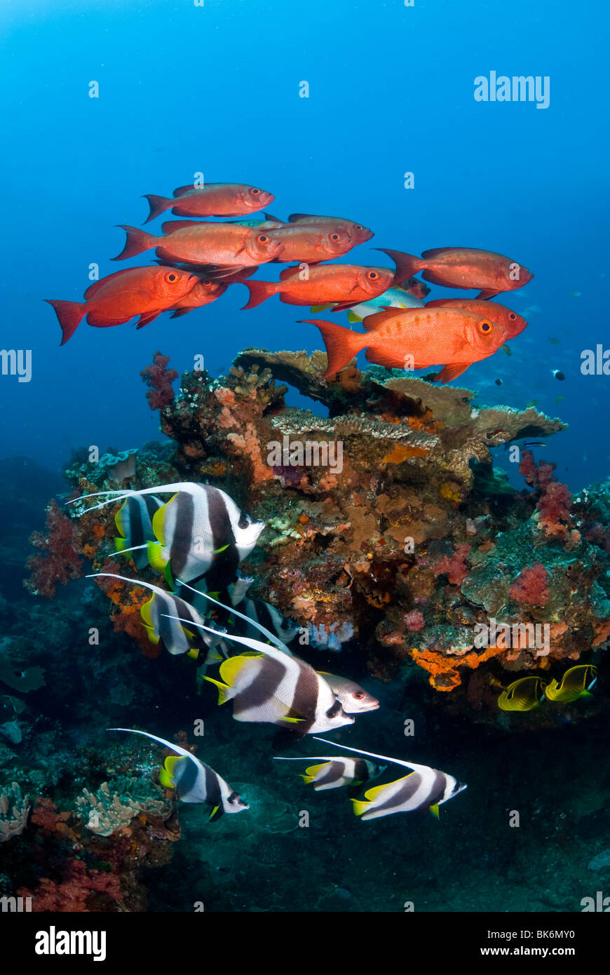 Schule für großes Auge Schnapper und Wimpelfischen, Südafrika, Indian Ocea Stockfoto