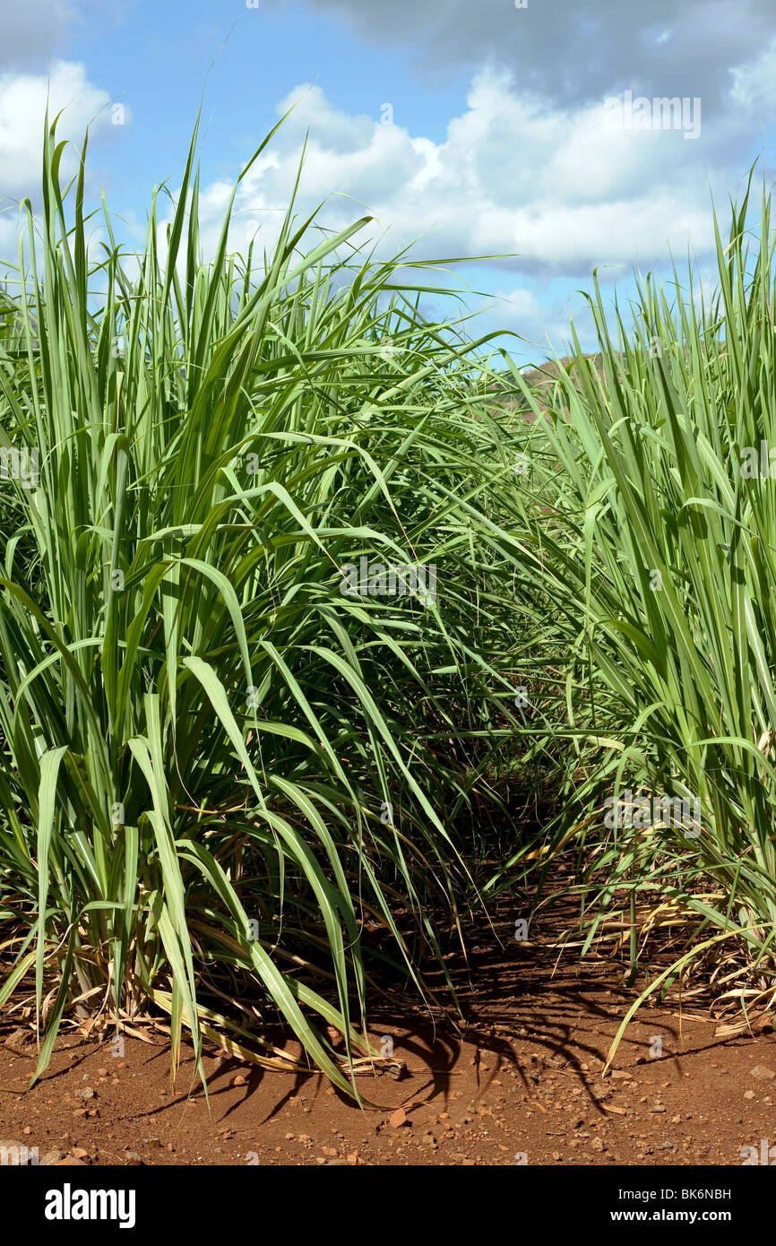 Zuckerrohr-Plantage auf der tropischen Insel Mauritius mit einem schönen schönen Hintergrund. Stockfoto