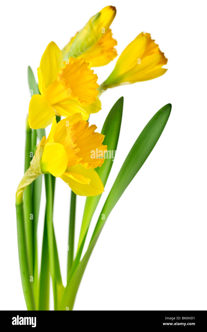Frühlingsblumen Sie gelbe Narzisse isoliert auf weißem Hintergrund Stockfoto
