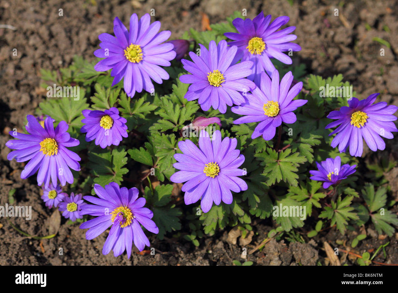 Violette Frühlingsblumen Anemone hautnah Anemone blanda Stockfotografie -  Alamy