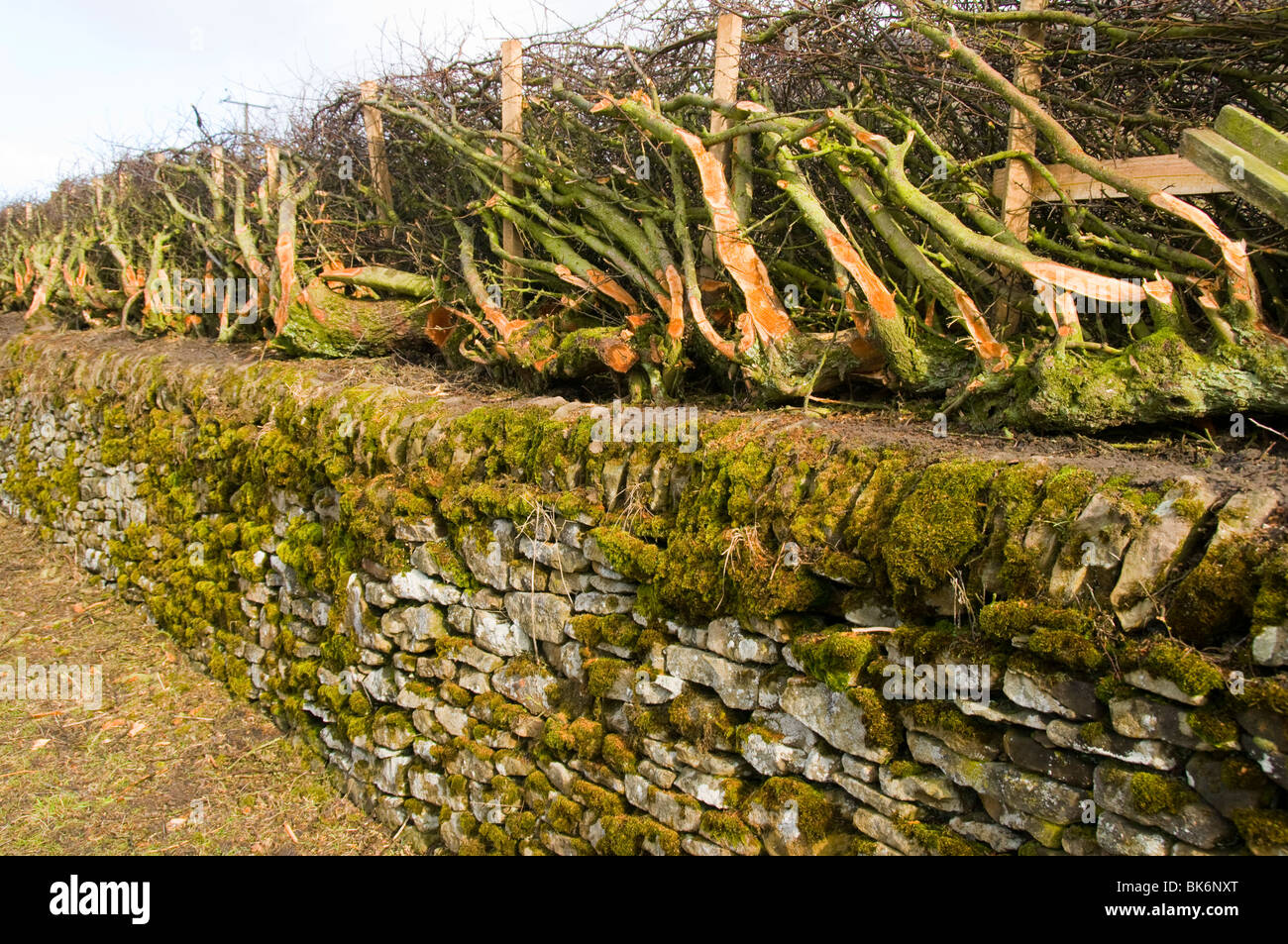 Frisch gelegt Absicherung über eine Trockensteinmauer in der Nähe von Ladybower Vorratsbehälter, Peak District, Derbyshire, England, UK Stockfoto