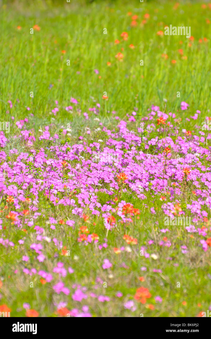 Texas-Blumen - Phlox cuspidata Stockfoto