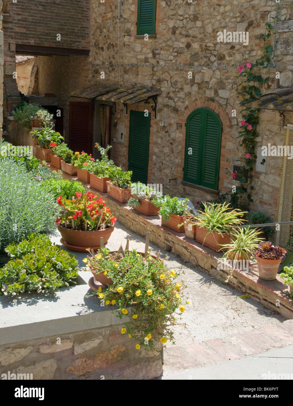 Suvereto Toskana Italien Topfpflanzen Stockfoto