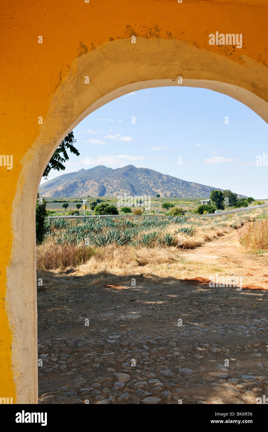 Agave Kaktus Feld Landschaft vom Eingang in der Nähe von Tequila in Jalisco, Mexiko Stockfoto