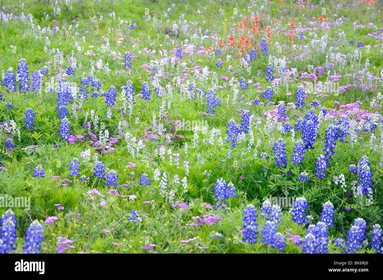 Kornblumen in Texas, USA Stockfoto