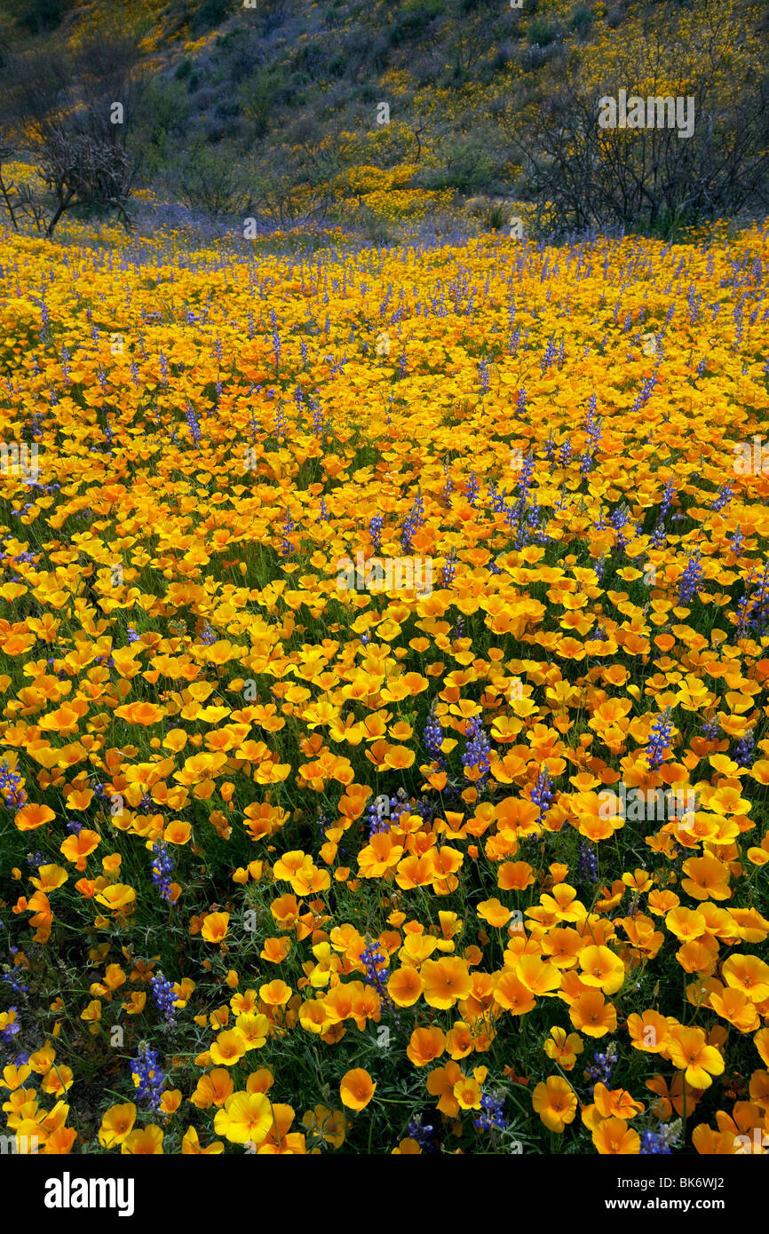 Meer von Wildblumen, California Poppies und Wüste Lupine, Tucson, Arizona Stockfoto