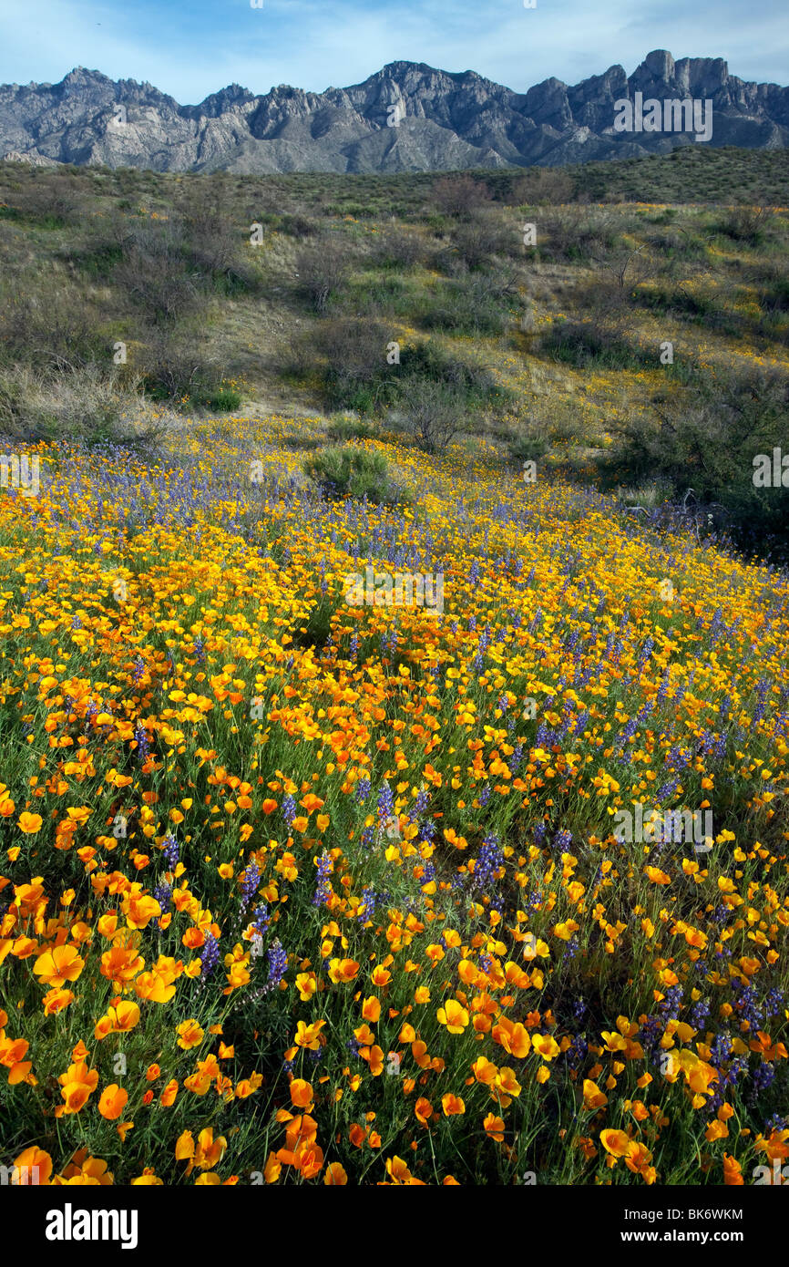 Frühling Wildblumen, California Poppies und Wüste Lupine, Catalina State Park, Tucson, Arizona Stockfoto