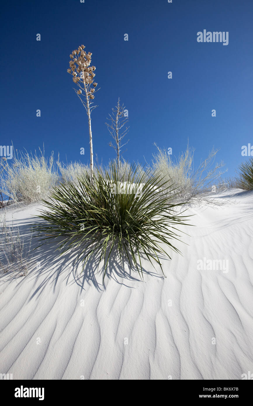 Yucca, White Sands National Park, New Mexico Stockfoto