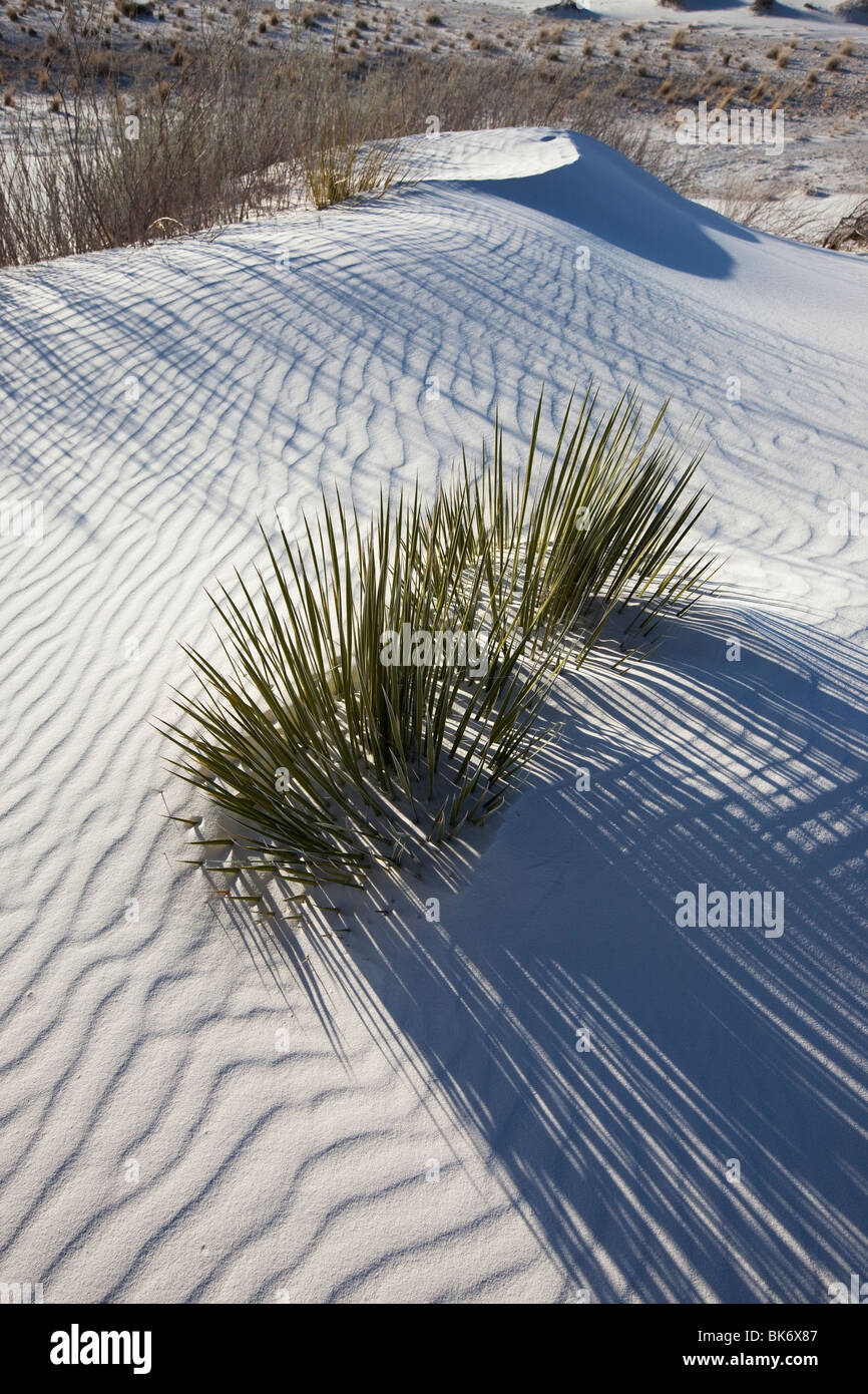 Yucca in White Sands, White Sands National Park, New Mexico Stockfoto