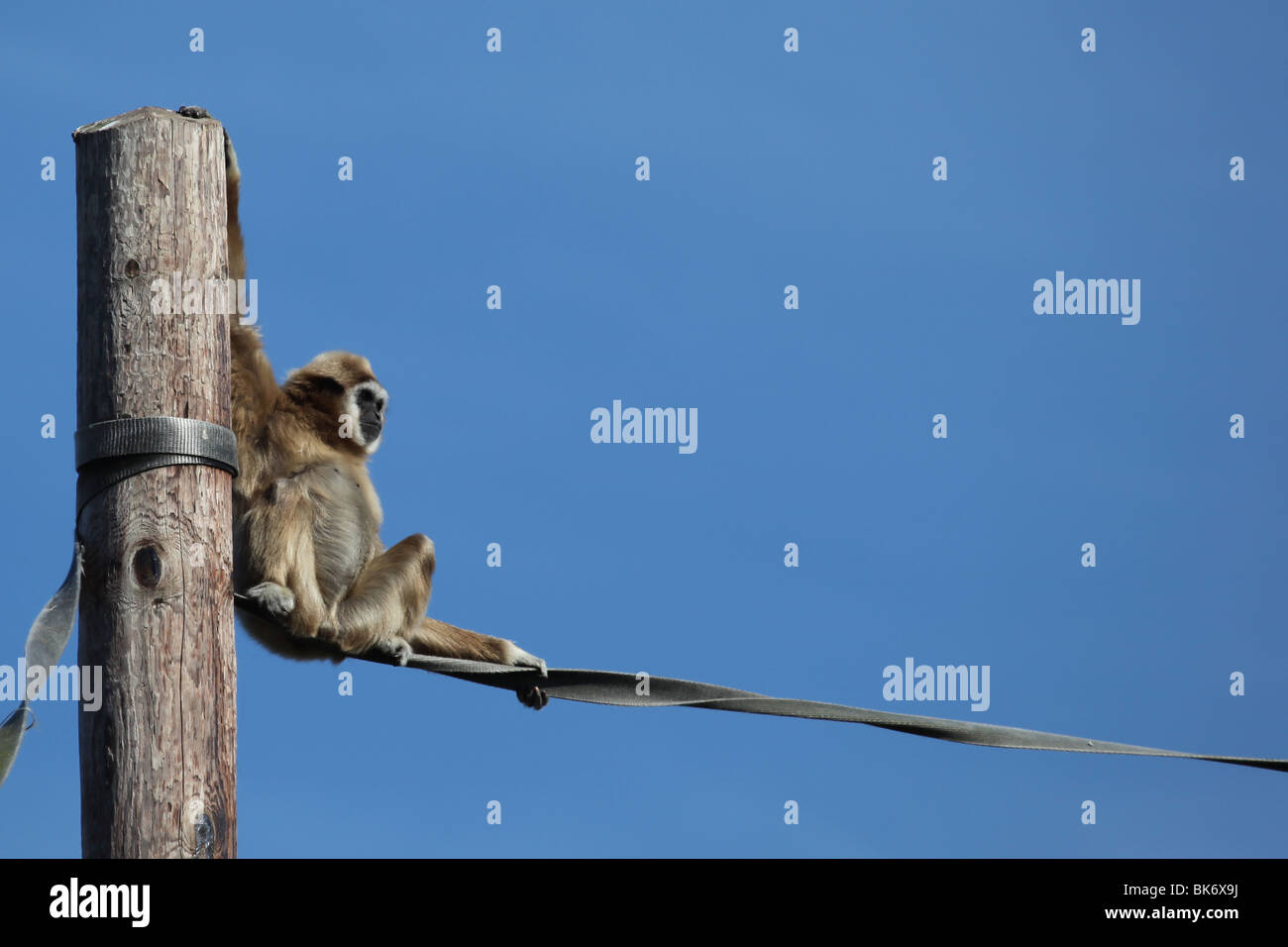 Lar Gibbon (Hylobates Lar) Stockfoto