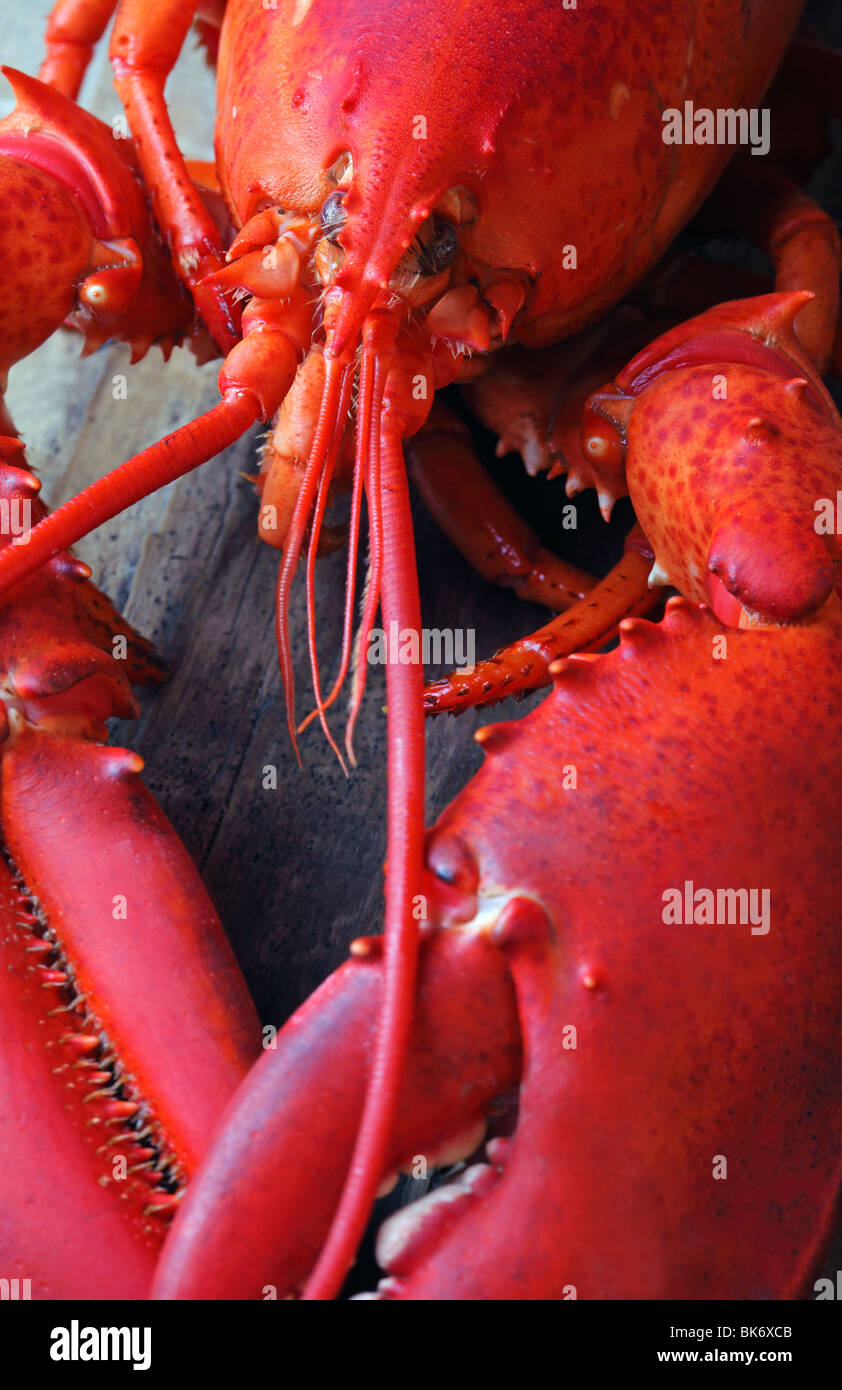 ganz rote Hummer auf Holz Stockfoto