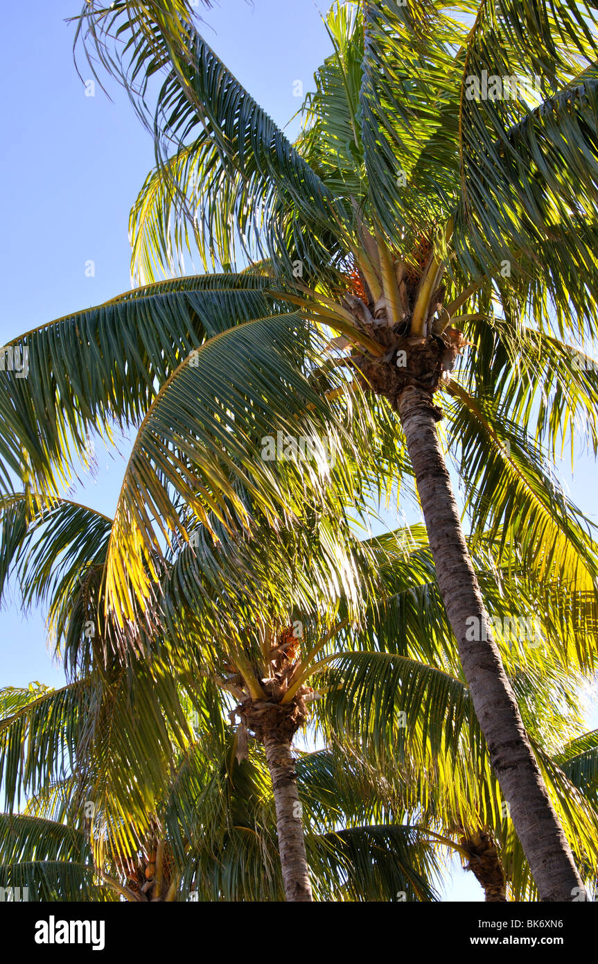 Palm, Key West, Florida, USA Stockfoto
