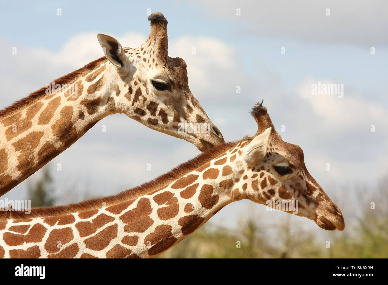 Schließen Sie zwei Giraffen mit Köpfen Stockfoto