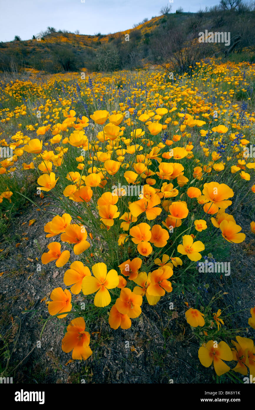 Wildblumenwiese, Mexican Gold Mohn (Eschscholzia Californica SSP. Mexicana), blühen in der Sonora-Wüste, Tucson, Arizona Stockfoto