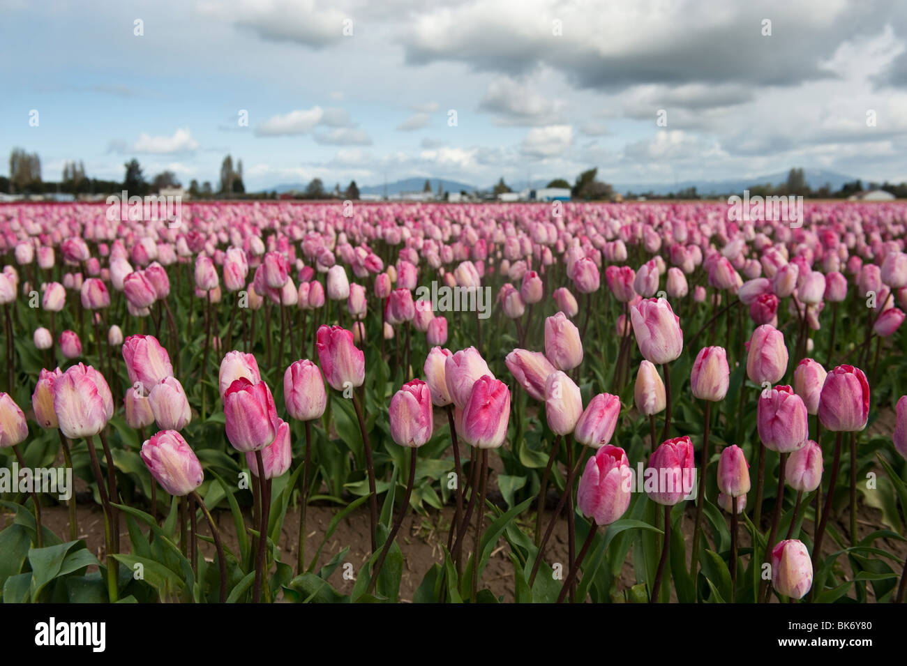 April ist die Tulpe Zeit im Skagit Valley, in der Nähe von Mount Vernon, Washington. Dies wurde während ihren Höhepunkt im RoozenGaarde Garten aufgenommen. Stockfoto