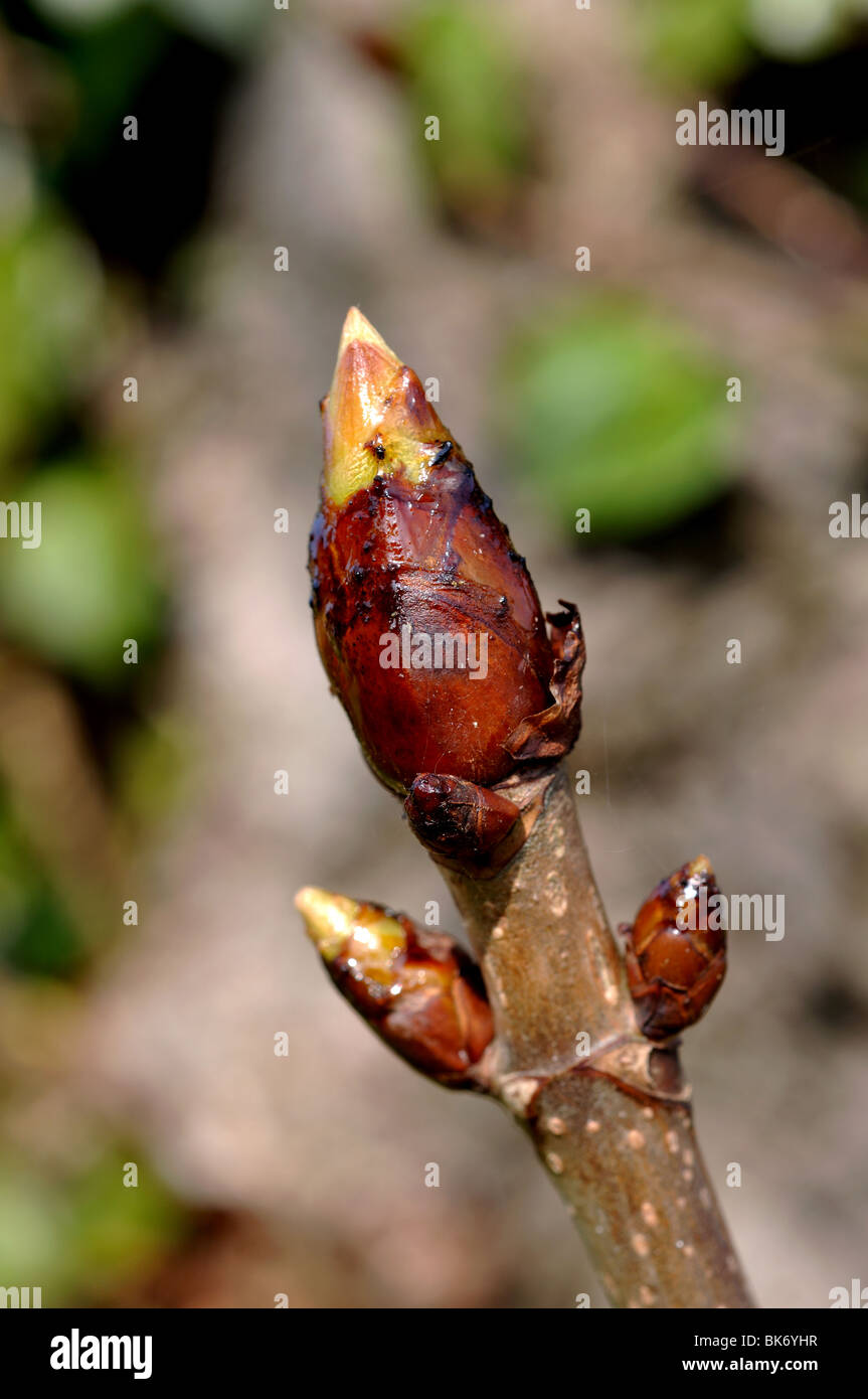Knospen an Rosskastanie Baum, Aesculus Hippocastanum, bekannt als klebrigen Knospen Stockfotografie