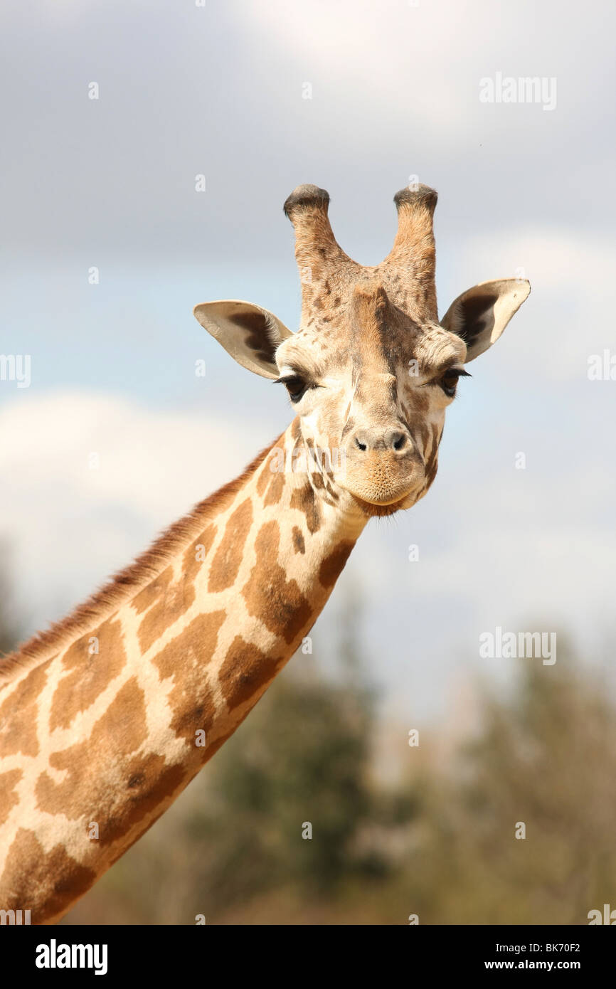 Porträt einer Rothchild Giraffe Stockfoto