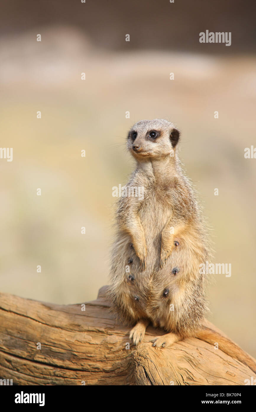 Krieger: weibliche Erdmännchen stehend Stockfoto