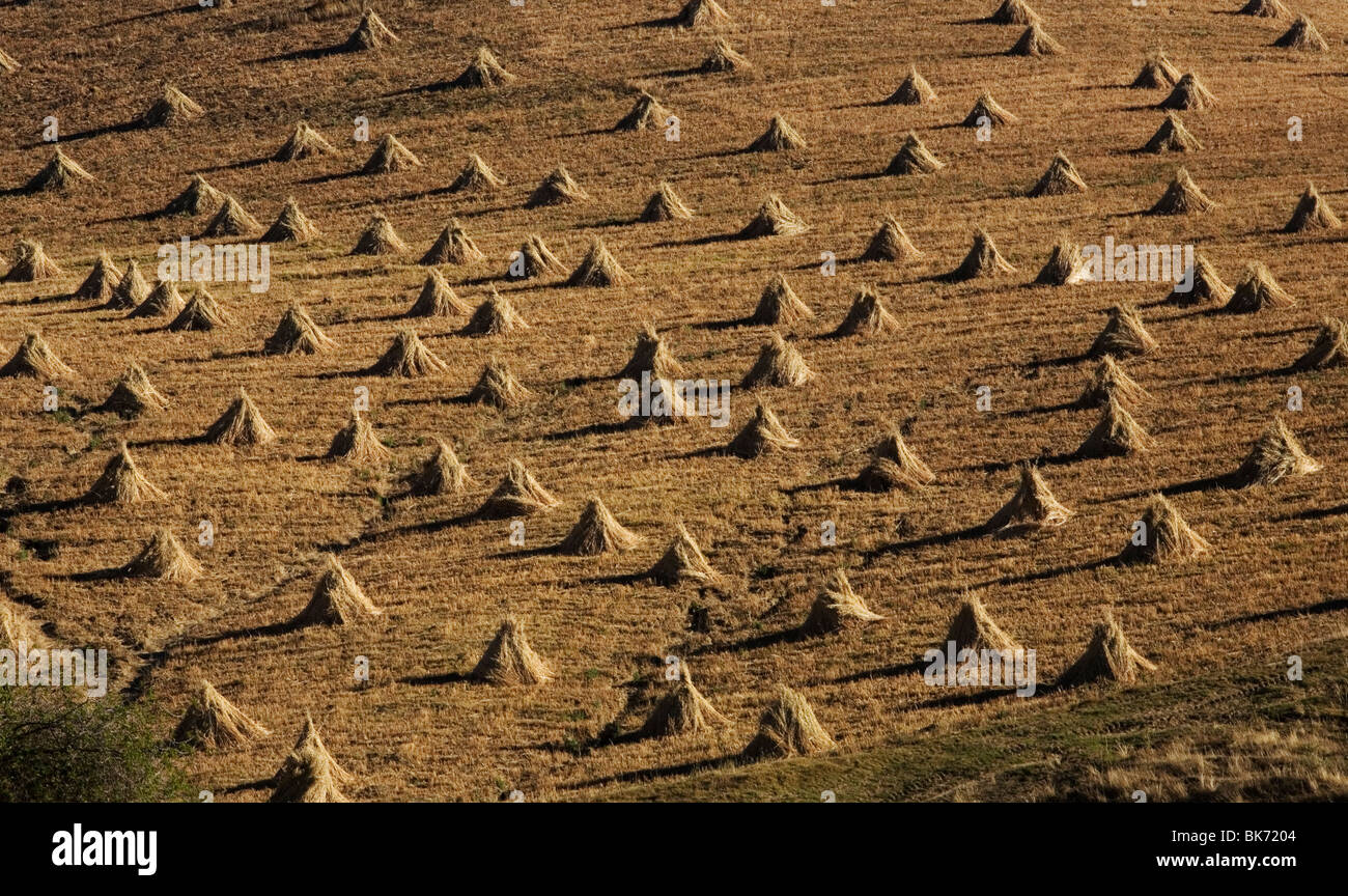 Haufen von getrockneten Maisstroh sitzen in einem Feld nach der Ernte im Bundesstaat Morelos, Mexiko, 5. Februar 2008. Foto/Chico Sanchez Stockfoto