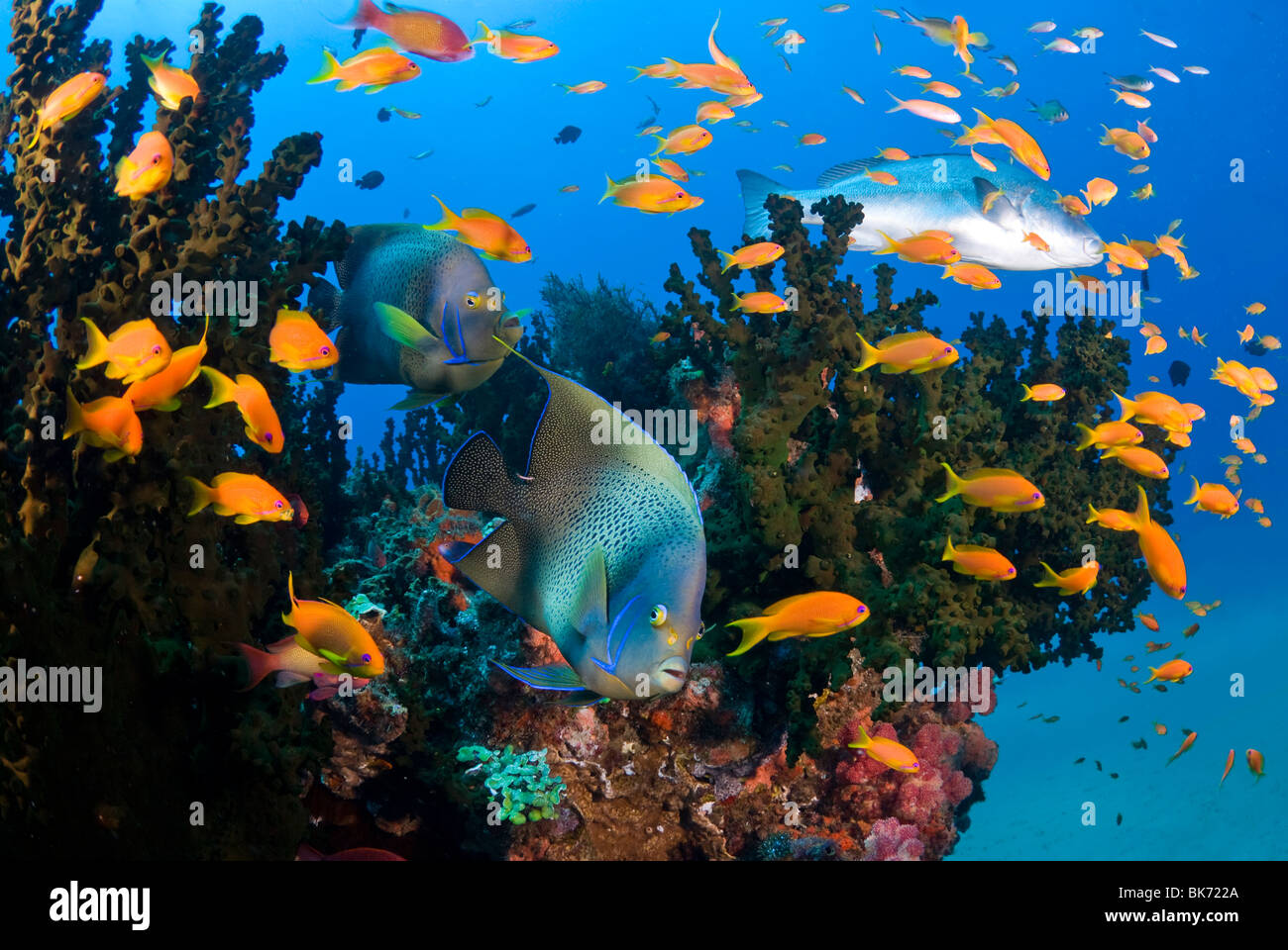 Korallenriff, Sodwana Bay, Südafrika Stockfoto